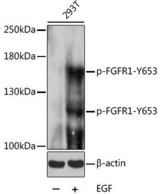 Western Blot: FGFR1 [p Tyr653] AntibodyBSA Free [NBP3-05382]